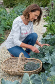 Frau bei erster Ernte von Brokkoli, nur den Kopf, dann in sechs Wochen eine zweite Ernte mit kleineren Röschen ernten