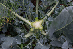 Erste Ernte von Brokkoli, nur den Kopf, dann in sechs Wochen eine zweite Ernte mit kleineren Röschen ernten