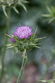 Mariendistel (Silybum marianum), Blütenportrait