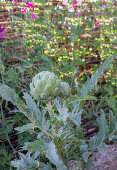 artichokes