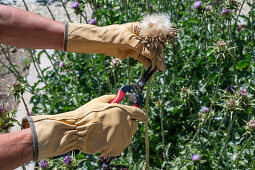 Mariendistel ernten, Köpfe mit Flugsamen abschneiden