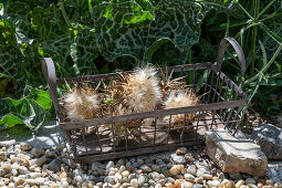 Mariendistel ernten, Köpfe mit Flugsamen im Drahtkorb