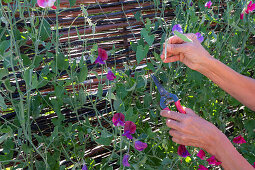 sweet pea; Matchmaker Rose; Cranberry; Remove seed heads for longer flowering