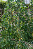 Stangenbohne 'Neckargold' (Phaseolus vulgaris), gelbe Bohnen an der Pflanze