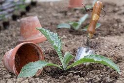 Young plants or seedlings of artichokes