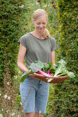 Frau bei Ernte von Mangold 'Bright Lights' (Beta Vulgaris), Blätter im Weidenkorb