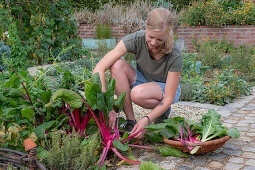 Ernte von Mangold 'Bright Lights' (Beta Vulgaris) im Gemüsebeet