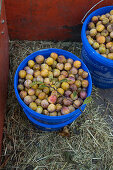 Freshly harvested mirabelle plums for schnapps production