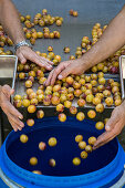 Sorting mirabelle plums for schnapps production