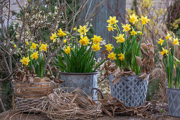 Narzissen (Narcissus) 'Tete a Tete' und 'Tete a Tete Boucle' in Töpfen und Nest auf der Terrasse