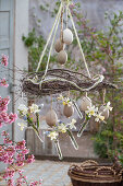 Hanging decoration of Easter eggs, willow branches, daffodils 'Sailboat', grape hyacinth 'Mountain Lady'