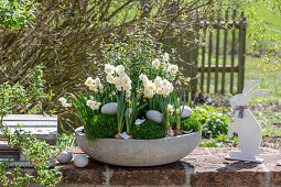 Narzissen 'Bridal Crown' (Narcissus) und Irisches Moos (Sagina Subulata) in Blumenschale mit Eiern und Osterhase auf der Terrasse