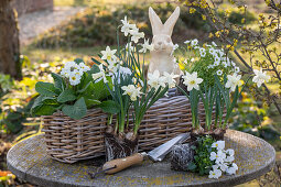 Daffodils 'Sail Boat' (Narcissus), saxifrage, horned violets (Viola cornuta), in basket in front of Easter bunny
