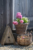 Hyacinths (Hyacinthus) and moss saxifrage (Saxifraga x arendsii) in wicker basket, in front of colorful eggs in straw nest on the patio