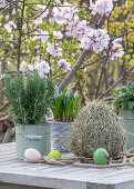 Grape hyacinth 'Mountain Lady' (Muscari), rosemary and sage in a pot and hay with Easter eggs in front of flowering branches