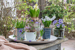 Hyazinthen (Hyacinthus), Kegelblume (Puschkinia), Windröschen (Anemone blanda), Traubenhyazinthe 'Alba' (Muskari) in Töpfen auf Terrassentisch