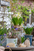 Hyazinthen (Hyacinthus), Kegelblume (Puschkinia), Windröschen (Anemone blanda), Traubenhyazinthe 'Alba' (Muskari) in Töpfen auf Terrassentisch mit Ostereiern