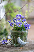 Blue horned violets (Viola Cornuta) with moss and bird figurine on patio table
