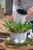 Grape hyacinth (Muscari) 'Mountain Lady', 'White Magic', in a pot decorated with hen's eggs and moss