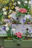 Narzissen (Narcissus) 'Sailboat', 'Tete a Tete', Primeln, Windröschen, Traubenhyazinthen in Blumenkästen und alter Schublade auf der Terrasse