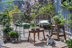 Traubenhyazinthe 'Mountain 'Lady', Rosmarin, Thymian, Oregano, Steinbrech, Narzissen in Pflanztöpfen, Hund auf der Terrasse vor Sitzplatz und Osterhasenfiguren