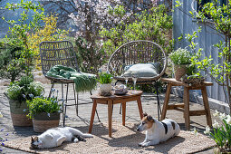 Traubenhyazinthe 'Mountain 'Lady', Rosmarin, Thymian, Oregano, Steinbrech, Narzissen in Pflanztöpfen, Katze und Hund auf der Terrasse vor Sitzplatz