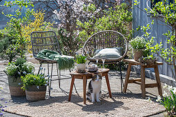 Traubenhyazinthe 'Mountain 'Lady', Rosmarin, Thymian, Oregano, Steinbrech in Pflanztöpfen auf der Terrasse mit Sitzplatz, Katze und Ostereiern