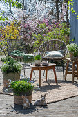 Traubenhyazinthe 'Mountain 'Lady', Rosmarin, Thymian, Oregano, Steinbrech in Pflanztöpfen auf der Terrasse mit Sitzplatz, und Osterhasenfiguren