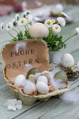 Easter eggs in egg carton with feathers and violet flowers, daisies (Bellis) in pot, Easter greeting