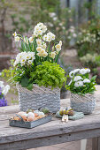 Narzisse 'Bridal Crown', Mutterkraut 'Aureum', Gänseblümchen (Bellis) und Primeln (Primula) in Töpfen, gefärbte Ostereier in Bratreine auf Terrassentisch