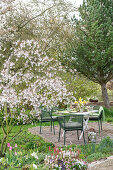 Flowering rock pear next to table set for Easter breakfast in the garden with Easter eggs and bouquet of tulips