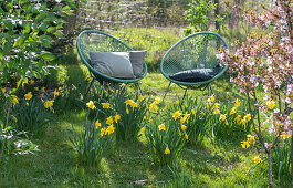 Narzissen (Narcissus) im Garten vor Sitzplatz mit Acapulco Sesseln