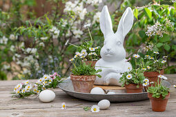 Daisies (Bellis) in small flower pots, hen's eggs and Easter bunny figure on silver plate next to flower wreath