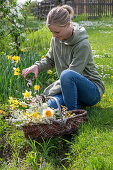 Woman harvesting daffodils in the flower bed, bouquet of Amelanchier flowers, daffodils (Narcissus), bridal spirea, March cherry, wicker basket in the garden