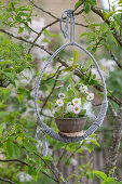 Daisy (Bellis perennis) in pot in tied Easter egg as hanging basket