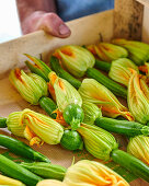 Courgette and courgette flower