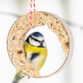 Blue tit at the feeder