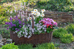 Bunter Frühlingsblumenkorb im Garten bei Sonnenlicht - Narzissen 'Geranium', Herzblättrige Schaumblüte 'Pink Torch', Gänseblümchen, Primel 'Flieder', Gänsekresse 'Pink Gem', Goldlack 'Lilac'