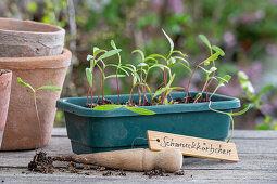 Young plants, cosmea young shoots in flower box