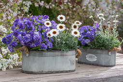 Marokko Margerite (Leucanthemum) und lila Primeln in Zinkwannen auf der Terrasse