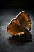 Close-up of an oyster mushroom illuminated from behind