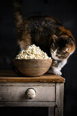 Neugierige Katze schnüffelt an einer Schüssel Popcorn