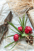 Still life with wild tulips (Tulipa humilis 'Tête-a-Tête')