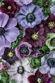 Flatlay mit Christrosen, Blaustern und Kronen-Anemone in blau, weiß, violett und dunkelrot
