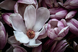 Tulpen-Magnolie (Magnolia x soulangiana)