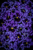 Flatlay with blue-violet pansies (Viola cornuta)