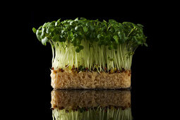 A bed of salad cress and reflection on a black background