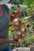 Woman weaves onion plait from 'Stuttgarter Riese'
