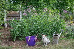 Beet mit Patagonischem Eisenkraut (Verbena bonariensis) und Spinnenblume (Cleome spinosa), Hund und Gießkanne im Garten