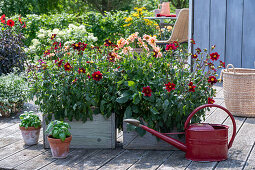 Insect-friendly dahlia mix (Dahlia) in a wooden box on the patio